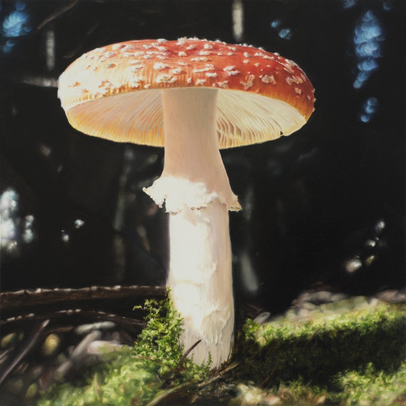 Fliegenpilz Fliegenpilz