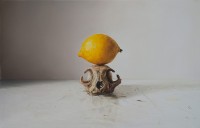 Zitrone auf Marderschädel_1